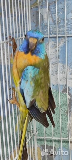 Глянцевый попугай