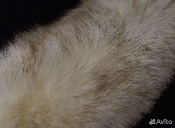 Песцовый воротник