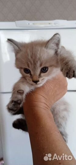 Кошечка в добрые руки