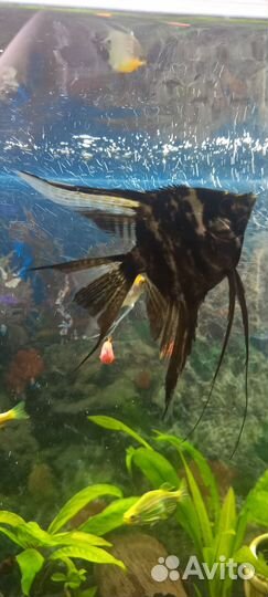 Аквариумные рыбки