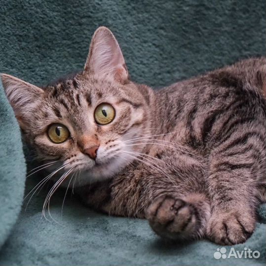 Кошка позирует чтобы понравиться