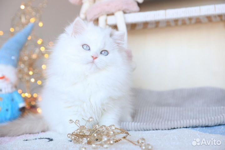 Лучший комочек счастья