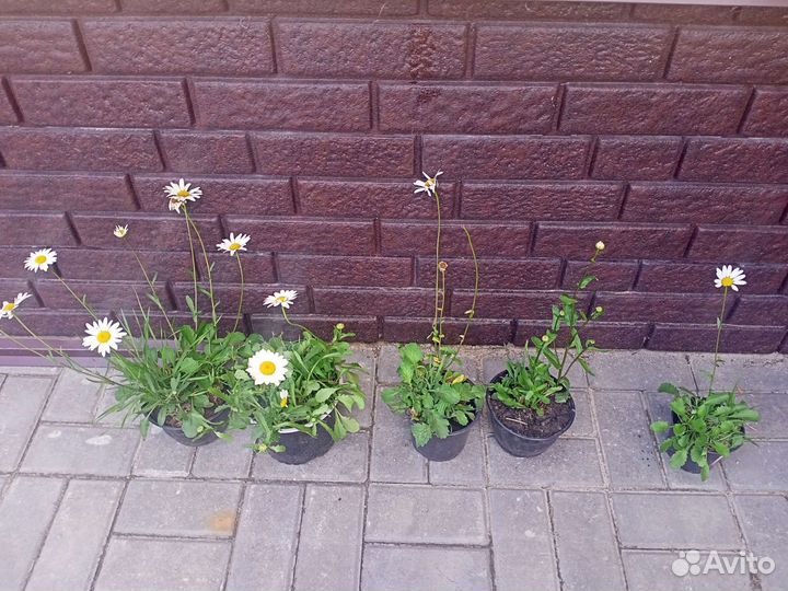 Рассада ромашка садовая