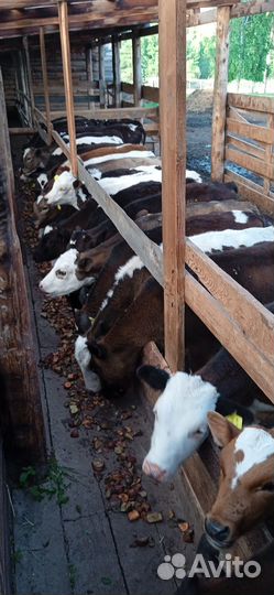 Телята Коровы