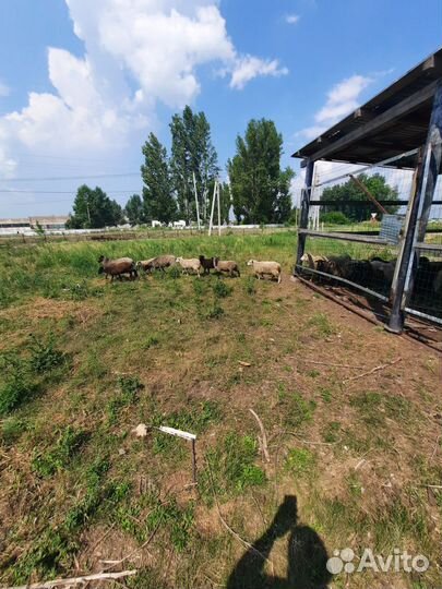 Овцы бараны