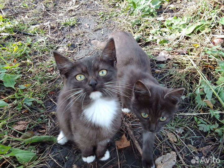 Котята в добрые руки бесплатно