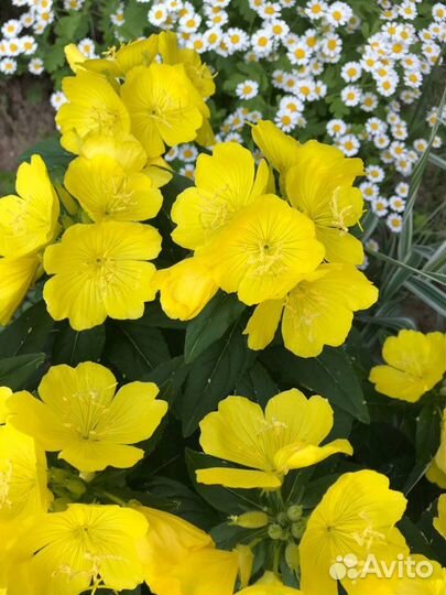 Многолетние красивые цветы для Вашего сада