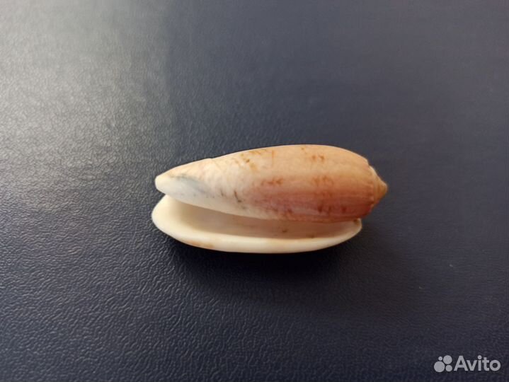 Морская раковина