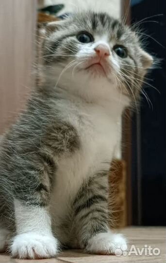 Шотландские вислоухие котята