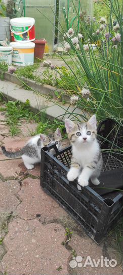 Котята от Сиамского кота