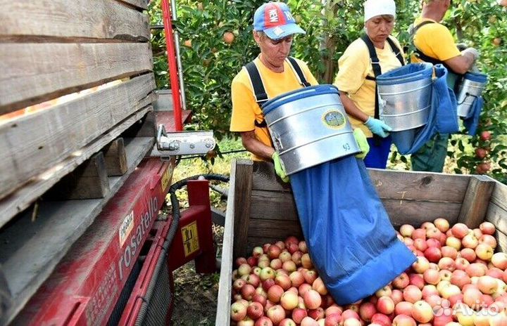 Сборщик яблок вахта