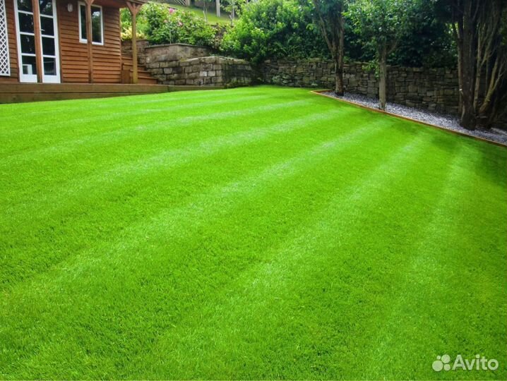 Рулонный газон 100 Мятлик