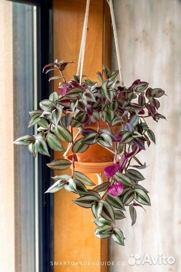 Традесканция зебрина