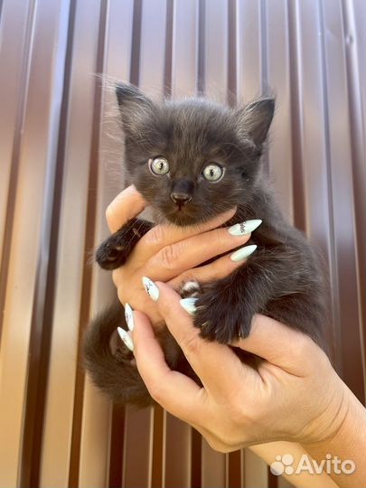 Милые котята
