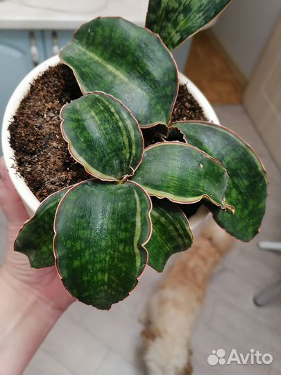 Сансевиерия Macrofilla Variegated редкая