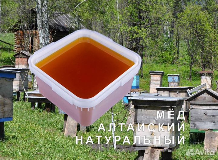 Мёд натуральный с Алтая оптом
