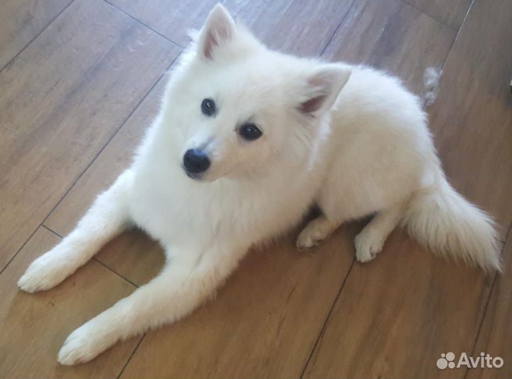 Немецкий белый шпиц