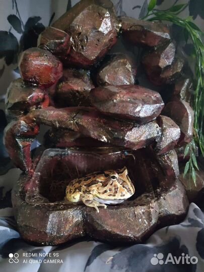 Террариум для рептилий