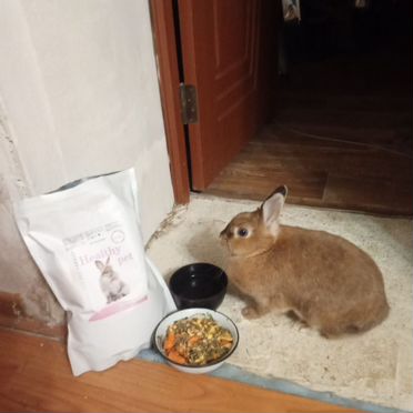 Декоративные кролики