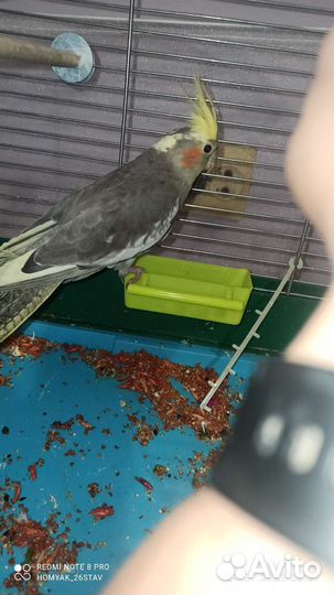 Попугай корелла