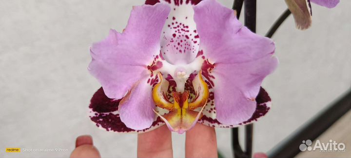 Орхидея фаленопсис бабочка