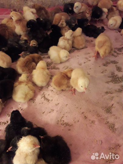 Цыплята