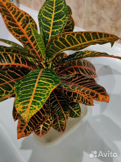 Кодиеум кротон