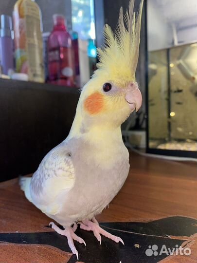 Попугаий корелла ручной