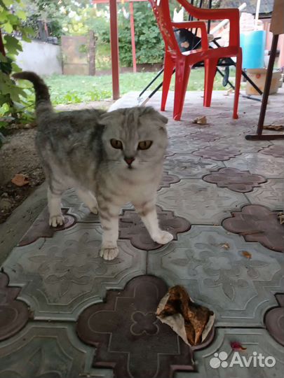 Вислоухая кошка и двое маленьких котят