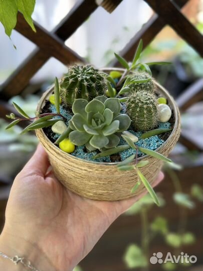 Флорариум из суккулентов