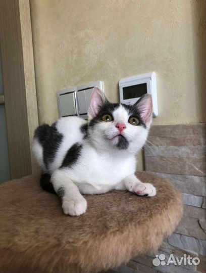 Спасти котёнка