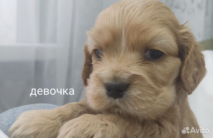 Американский кокер спаниель