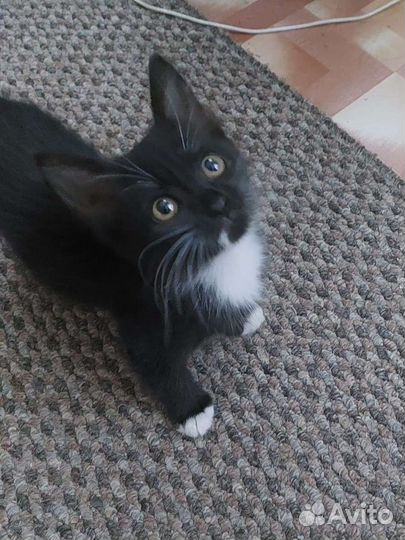 Черный котенок