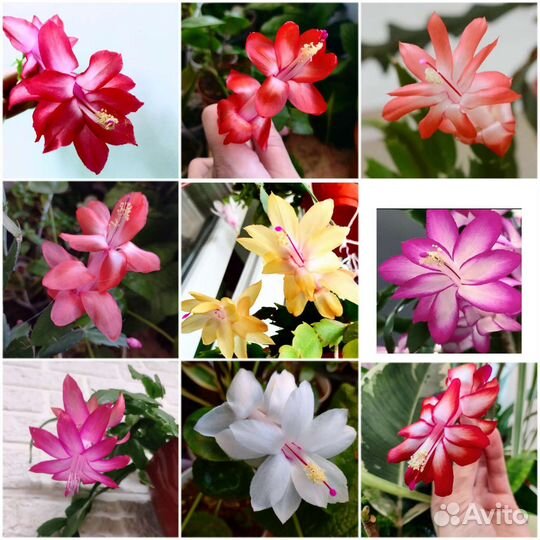 Шлюмбергеры декабристы много сортов