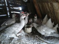 ст калитвенская каменского района ростовской области. холмогоры ростовская область. донские степи липецкой области. холмогоры ростовская область. долина реки дон.