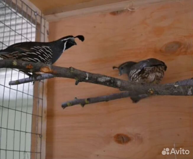 Калифорнийский перепел