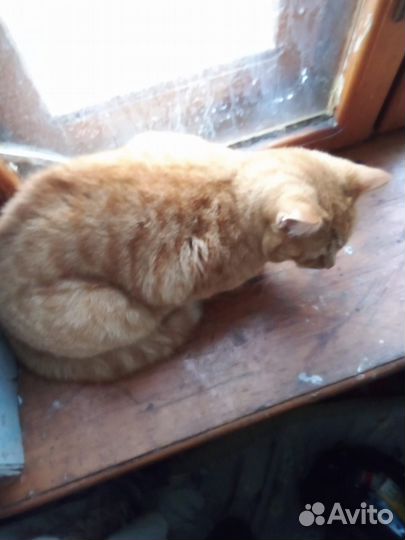 Котик