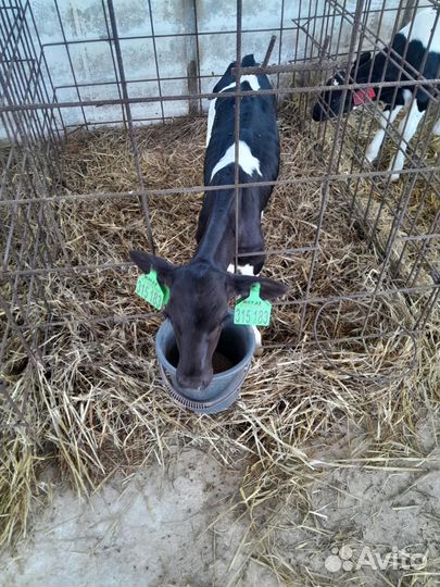 Телята бычки тёлки