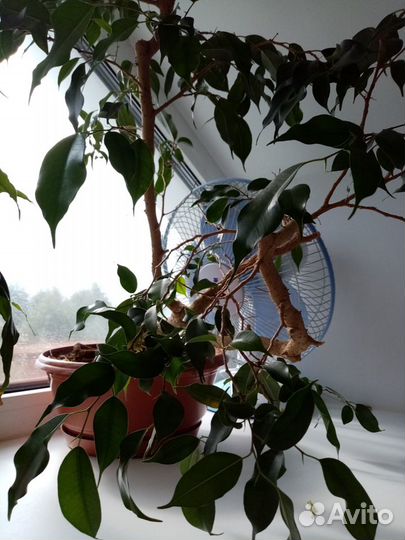 Растения комнатный цветок Декабрист