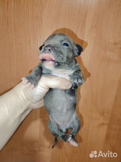 Американский булли