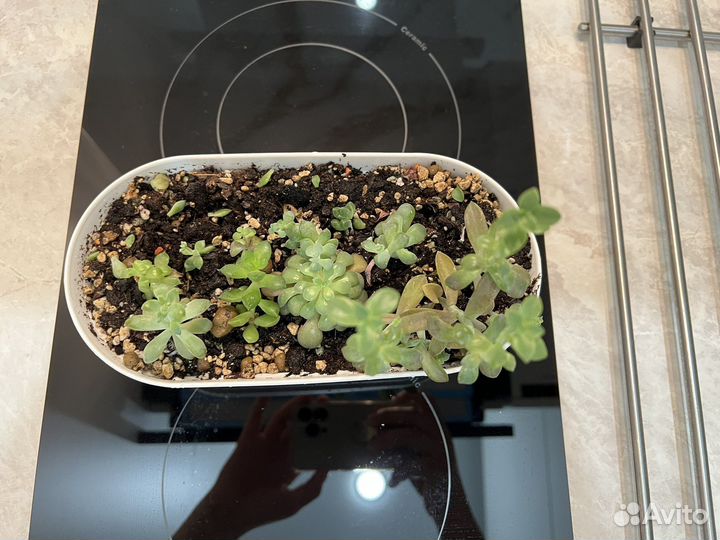 Суккуленты набор