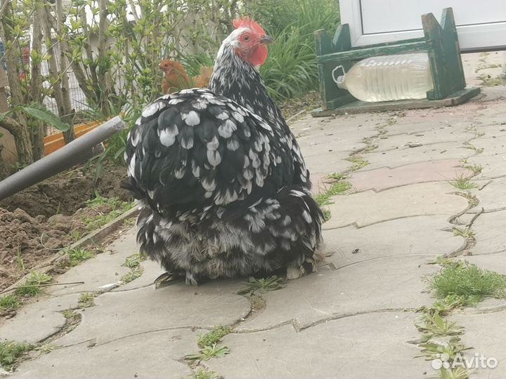 Инкубационное яйцо Карликовых кур