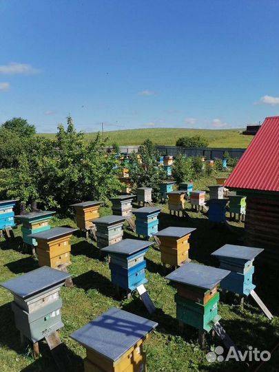 Башкирский липовый мёд 2023