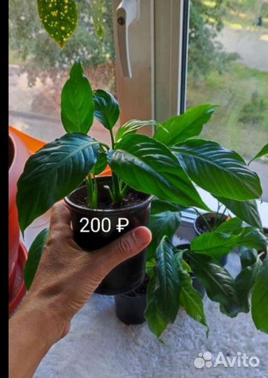 Спатифиллум (Spathiphyllum spp.)