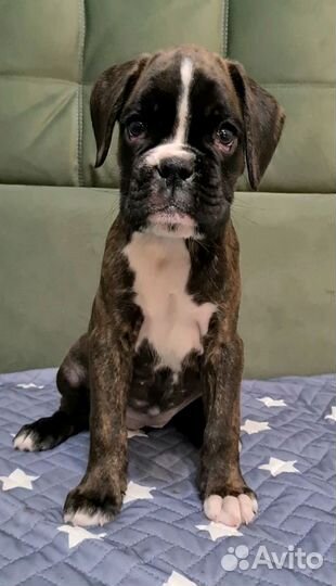 Щенок боксера девочка