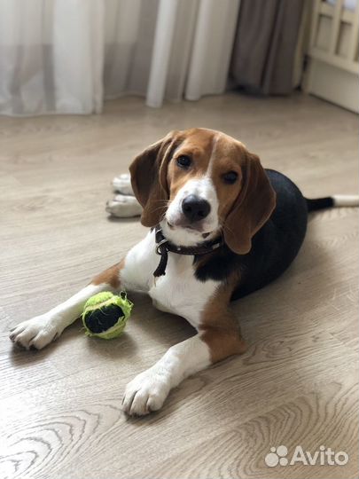 Бигль вязка