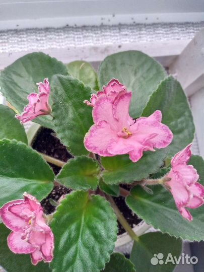 Фиалки сортовые взрослые(в горшке)