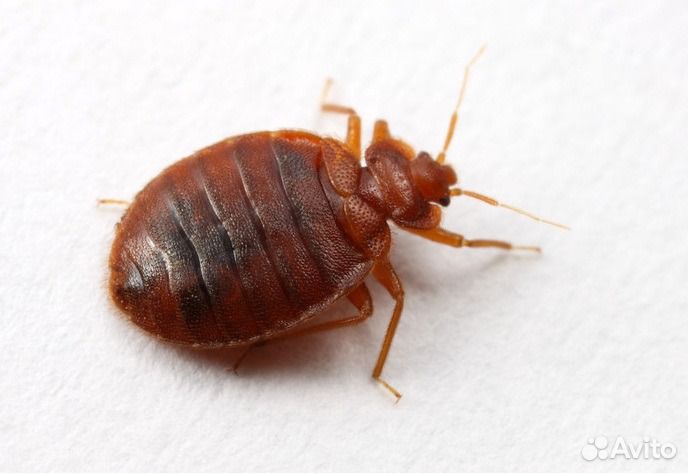 Травим насекомых, тараканы, клопы и пр