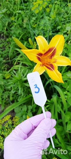 Лилейники сортовые