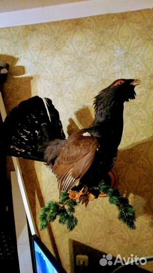 Чучела глухаря и глухарки